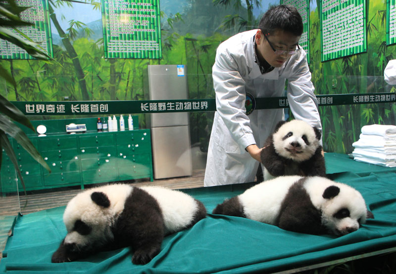 Le personnel tente de placer un panda sur une couverture. [Photo : Zou Zhongpin/Asianewsphotos]