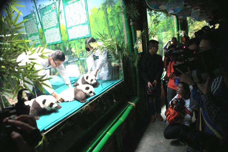 Les visiteurs peuvent observer les pandas à travers une vitre en verre. [Photo : Zou Zhongpin/Asianewsphotos]