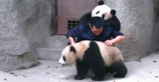 Sichuan : deux pandas taquinent un éleveur