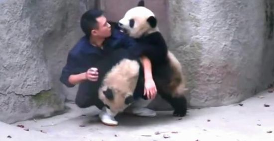 Sichuan : deux pandas taquinent un éleveur