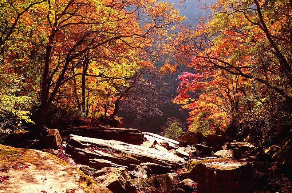 La splendeur des couleurs de l'automne à Liping