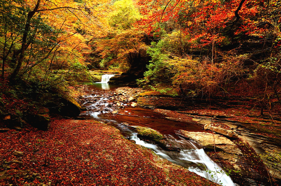 La splendeur des couleurs de l'automne à Liping
