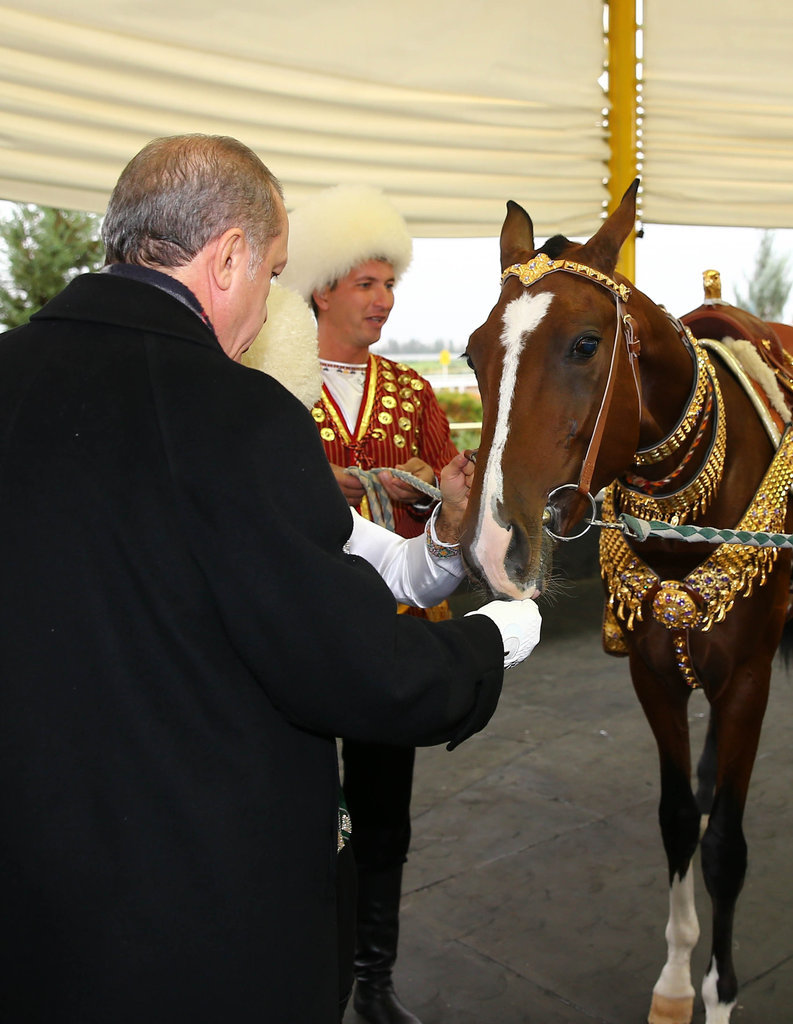Sur cette photo prise le 7 novembre 2014, à Ashkhabad en Turkménistan, le président turc Tayyip Erdogan nourrit le cheval offert en cadeau par le président turkmène Gourbangouly Berdymoukhamedov.