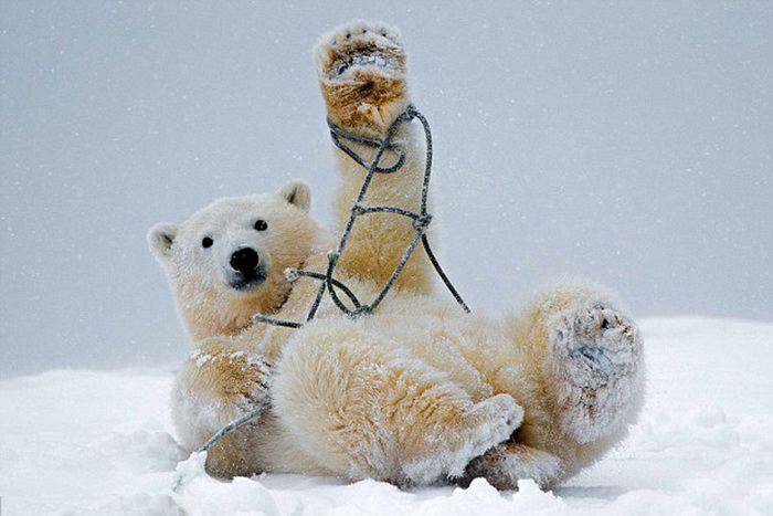 Images cocasses d'ours polaires en difficulté
