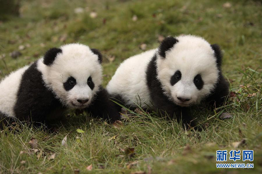 De nouveaux noms pour les pandas jumeaux 