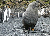 Des pingouins agressés sexuellement par des phoques en Antarctique