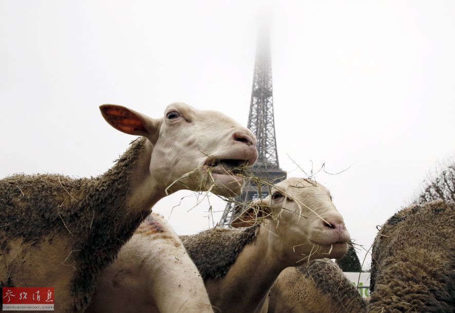 Des bergers et 300 moutons crient au loup au pied de la Tour Eiffel