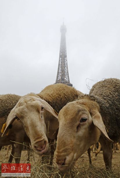 Des bergers et 300 moutons crient au loup au pied de la Tour Eiffel