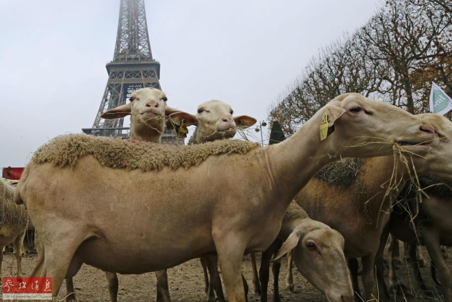 Des bergers et 300 moutons crient au loup au pied de la Tour Eiffel