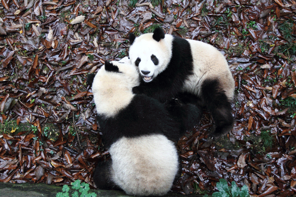 Kung Fu Panda à Hangzhou