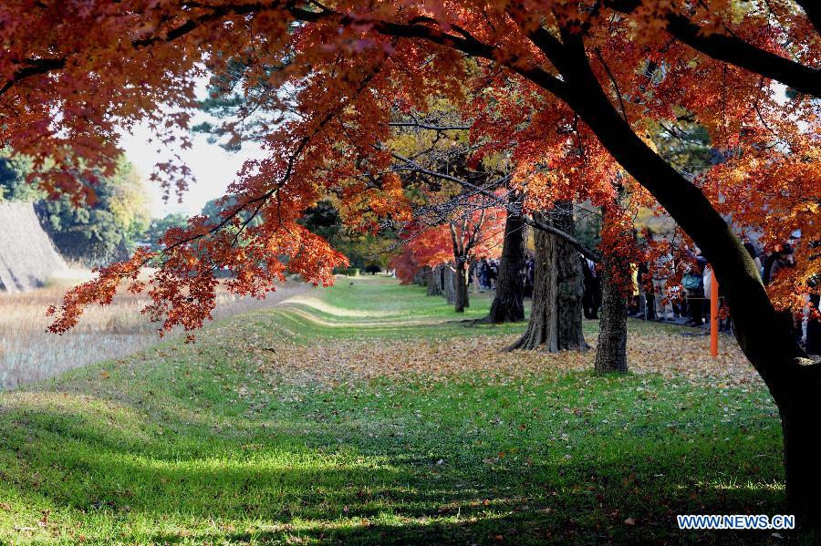 Paysage d'automne au palais Impérial à Tokyo