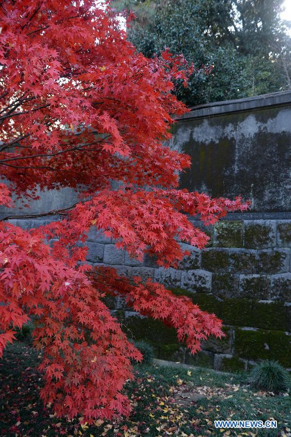 Paysage d'automne au palais Impérial à Tokyo