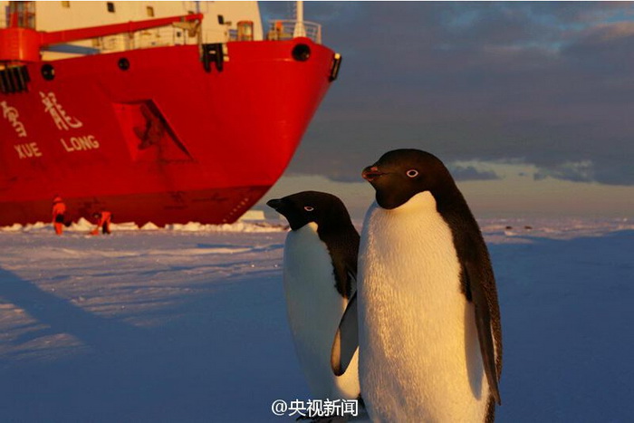 Des pingouins saluent les chercheurs chinois