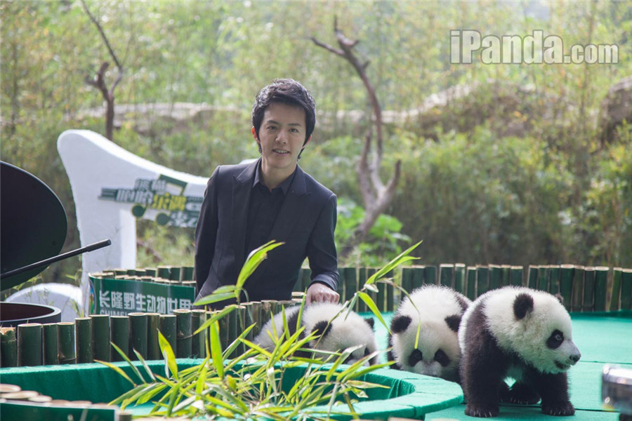 Triplés pandas : Kuku, Shuaishuai et Mengmeng en véritables stars