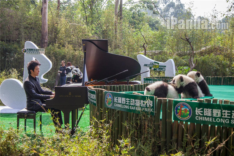 Triplés pandas : Kuku, Shuaishuai et Mengmeng en véritables stars