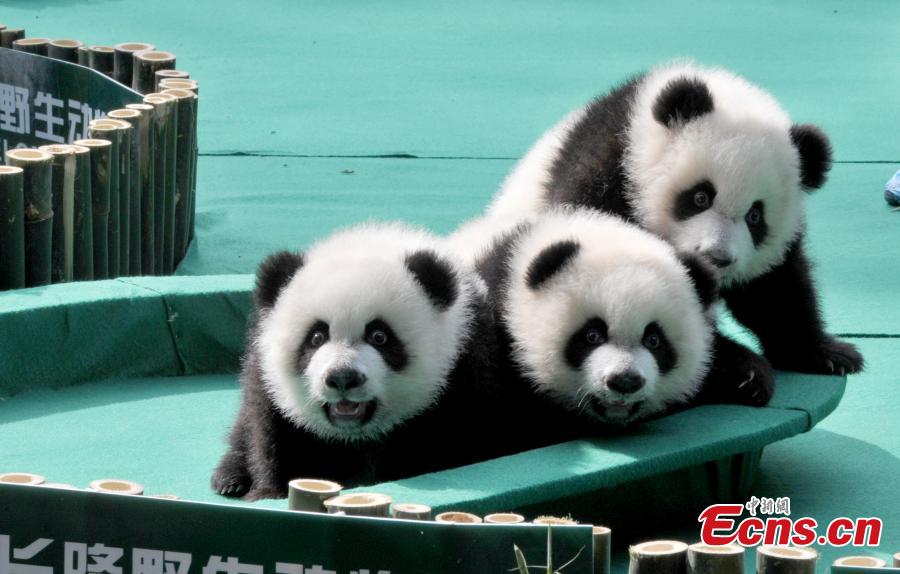 Triplés pandas : Kuku, Shuaishuai et Mengmeng en véritables stars