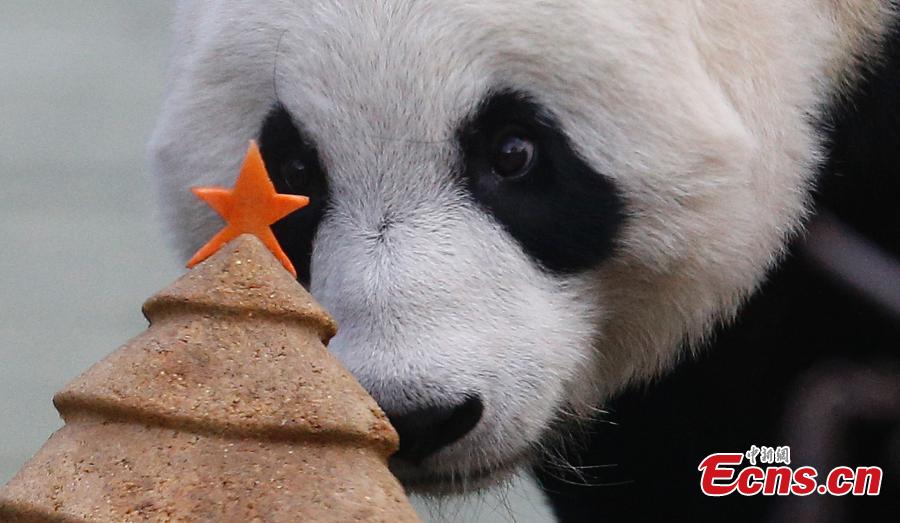 Tian Tian (Chouchou), la femelle panda géant originaire de Chine s’apprête à déguster un superbe gâteau en forme de sapin de Noël préparé spécialement pour elle, mercredi 17 décembre au le zoo d'Edimbourg (Ecosse).