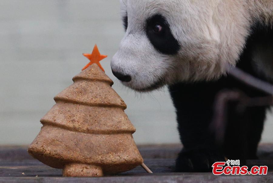 Tian Tian (Chouchou), la femelle panda géant originaire de Chine s’apprête à déguster un superbe gâteau en forme de sapin de Noël préparé spécialement pour elle, mercredi 17 décembre au le zoo d'Edimbourg (Ecosse).