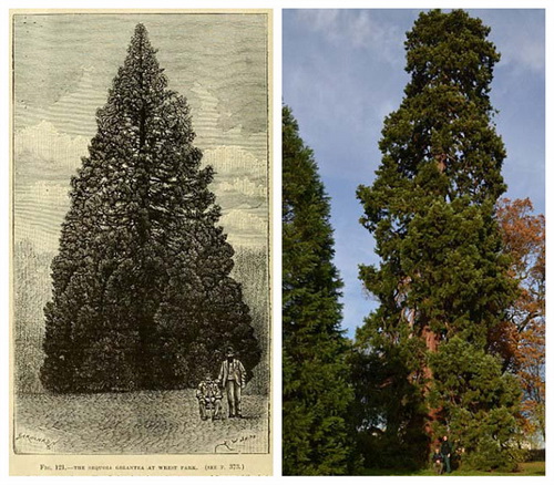 Un arbre de Noël de 158 ans