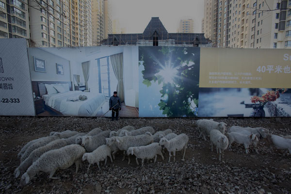 Un villageois fait paître ses moutons sur un chantier de construction dans le district de Tongzhou (banlieue de Beijng), le 16 décembre 2014.