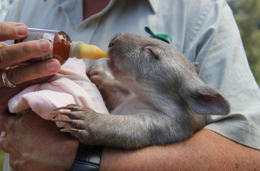 Un employé du zoo de Sydney alimente un kaola qui a perdu sa mère.