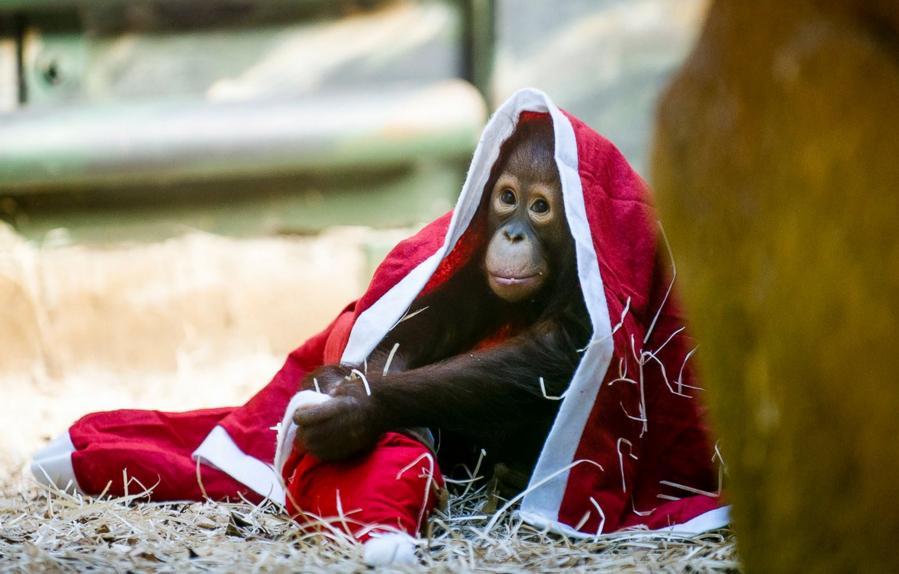 Un bébé gorille portant des vêtements de Noël