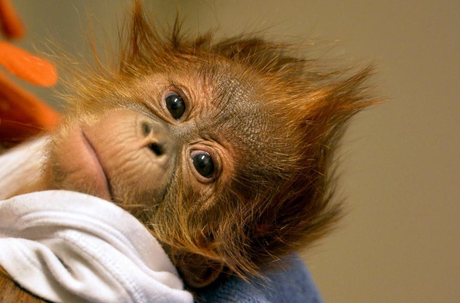 En décembre 2014, transfert d’un bébé orang-outan du zoo de Budapest à un zoo britannique