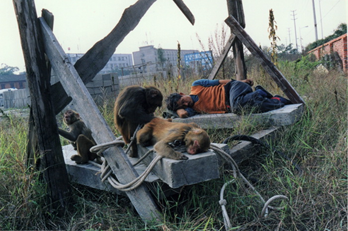 Yang fait une sieste sur une dalle de ciment. Ses singes se reposent près de lui. Pendant le voyage, ils mangent ensemble, boivent ensemble et dorment ensemble.