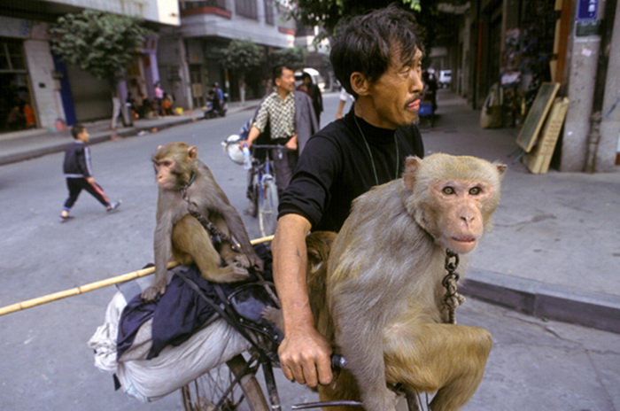 Yang Lingui porte ses trois singes, Yang Linzhi, Yang Linfang et Yang Haicheng sur une bicyclette.