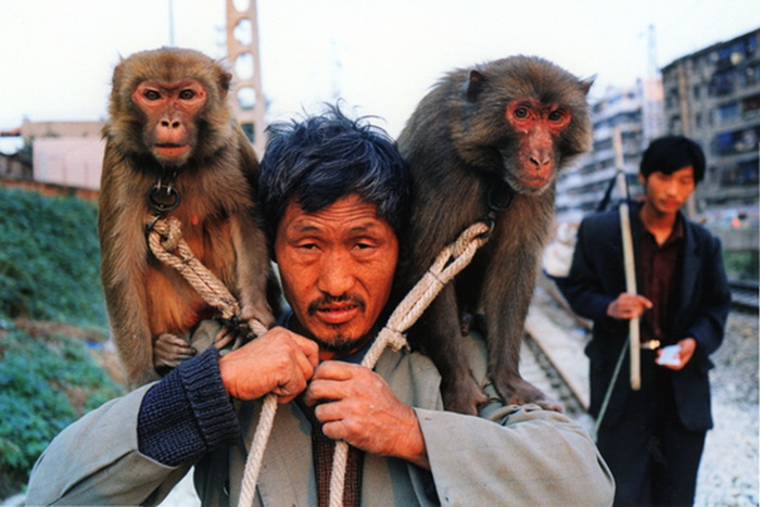Yang porte les singes sur ses épaules. Avec le temps qui passe, les activités de montreur de singes ont changé. En 2009, ce type de spectacle a été classé sur la liste du patrimoine culturel immatériel du Henan. Le gouvernement local souhaite une coopération avec des compagnies de divertissement.