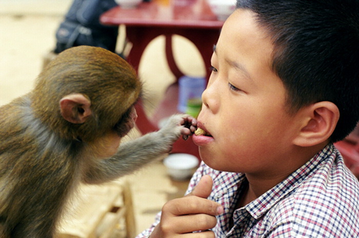 Un petit singe joue avec le fils d’un entraîneur de singes.