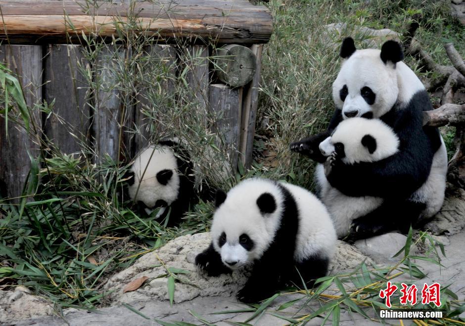 Les triplés de pandas du Parc zoologique de Changlong de Guangzhou fêtent leurs six mois