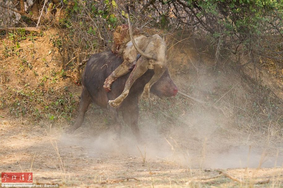 Images : Un buffle tue un lion