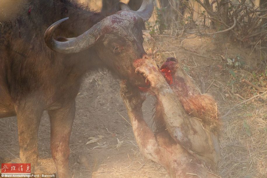 Images : Un buffle tue un lion