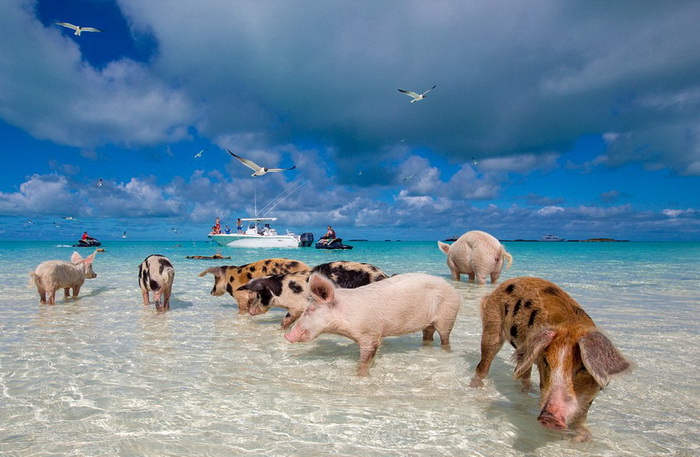 La vie heureuse des cochons des îles Bahamas