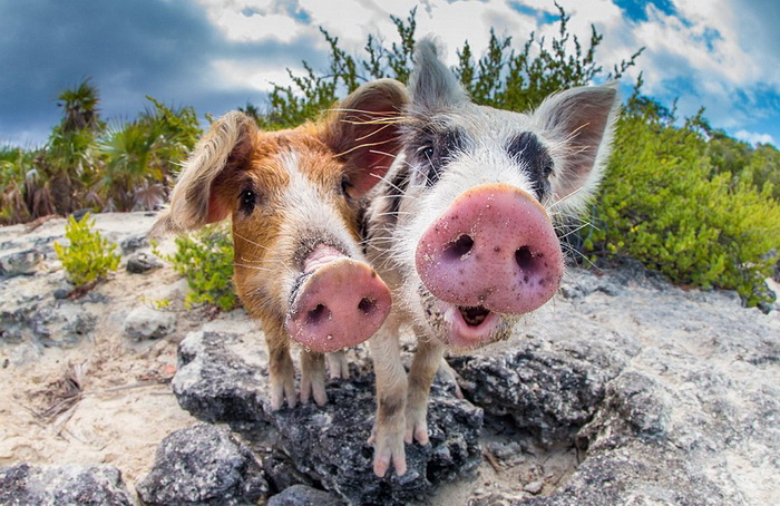 La vie heureuse des cochons des îles Bahamas