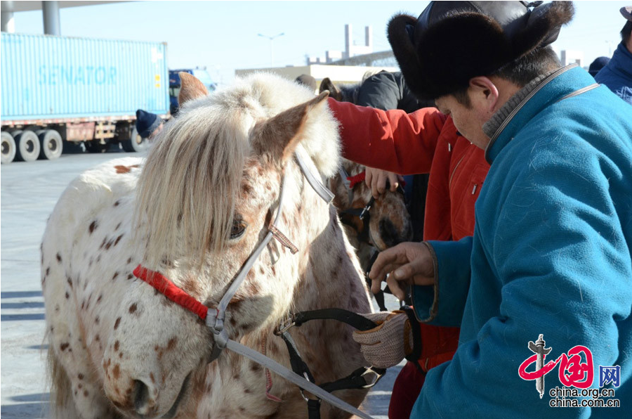 Altaï et Kherlen, les deux chevaux de Mongolie offerts à Xi Jinping, sont arrivés en Chine