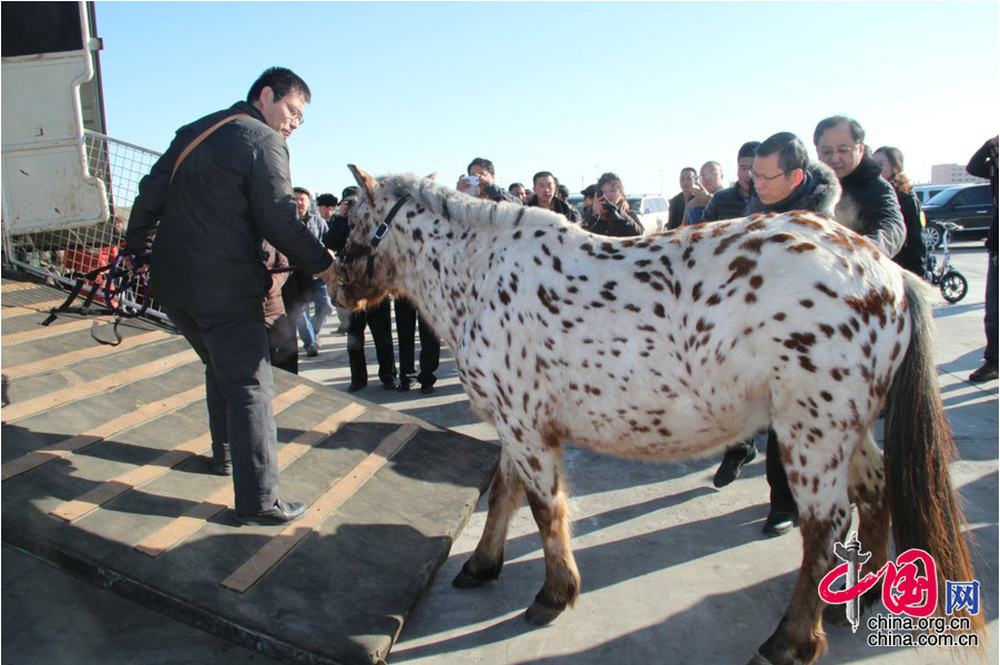 Altaï et Kherlen, les deux chevaux de Mongolie offerts à Xi Jinping, sont arrivés en Chine