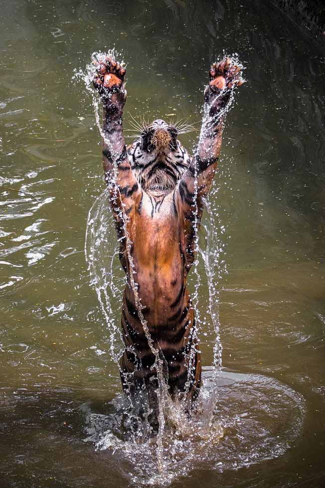 Un tigre bondissant hors de l’eau.