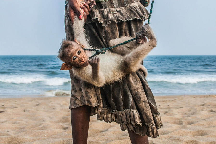 Un singe apporté par une jeune mendiante à Chennnai, Inde.
