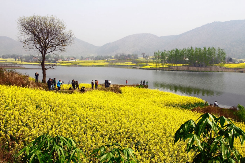 En 2015, venez à Hanzhong admirer la plus belle mer de fleurs de colza de Chine