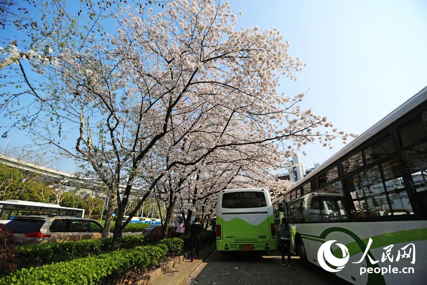 Shanghai : la plus belle station de bus en fleurs