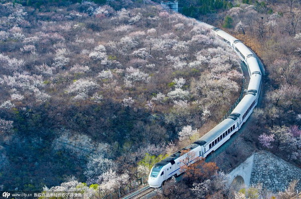 Le 5 avril 2015, un train à grande vitesse du réseau de la compagnie CRH, passe à travers un champ d'abricotiers en fleurs, sur le tronçon Juongguan de la Grande Muraille. [Photo/CFP]