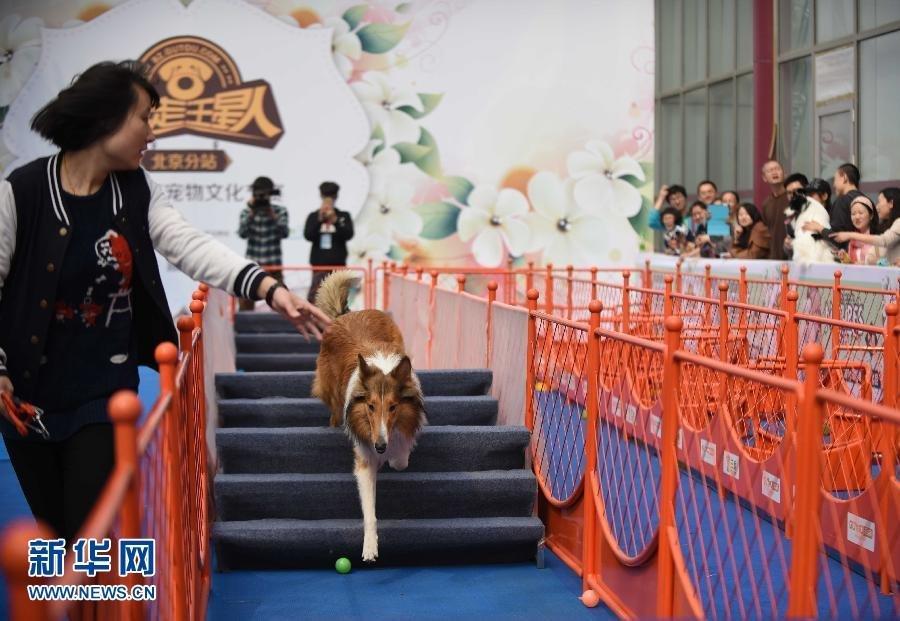 Les animaux de compagnie à l’honneur à Beijing