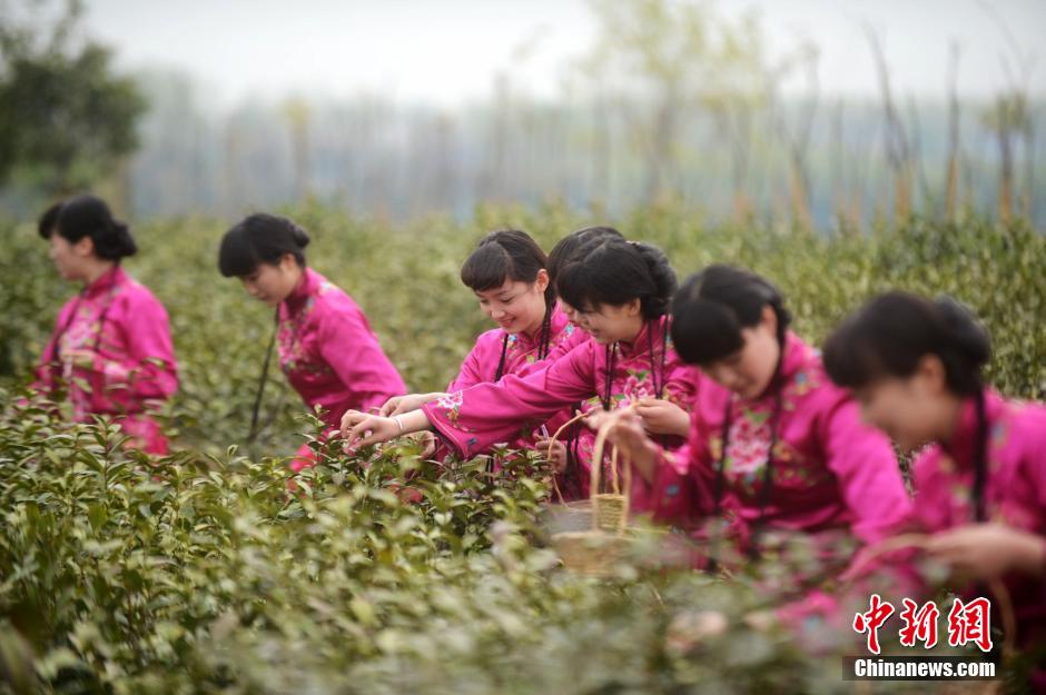 Cueillette du thé dans le sud de la Chine