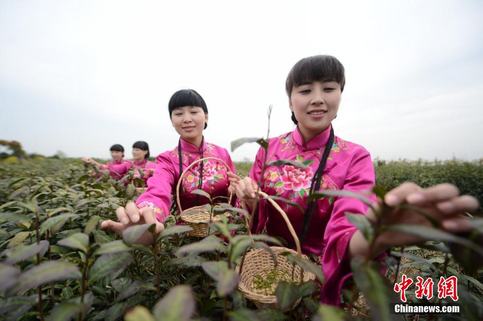 Cueillette du thé dans le sud de la Chine