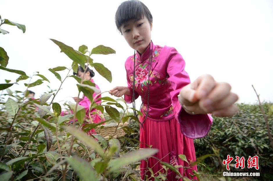 Cueillette du thé dans le sud de la Chine