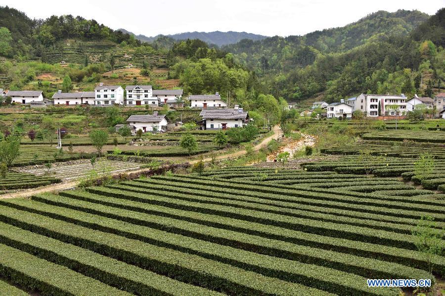 Photo prise le 22 avril 2015 montrant le paysage d'un jardin du thé dans le village de Maliang de Yichang, dans la province du Hubei (centre de la Chine). (Xinhua/Du Huaju)
