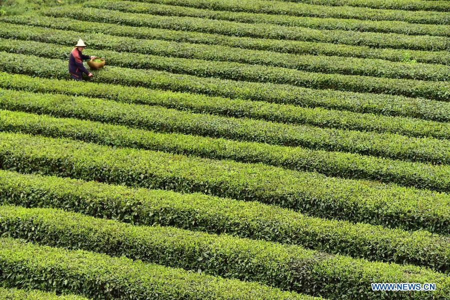 Photo prise le 22 avril 2015 montrant le paysage d'un jardin du thé dans le village de Guanyintang de Yichang, dans la province du Hubei (centre de la Chine). (Xinhua/Du Huaju)