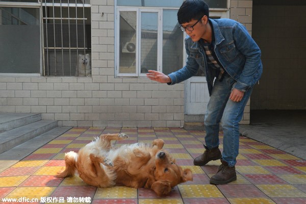 Zhang Zehui entraîne un chien à se coucher sur le sol dans sa ferme de Shijiazhuang, capitale de la Province du Hebei, dans le Nord de la Chine, le 7 avril 2015. [Photo / IC]